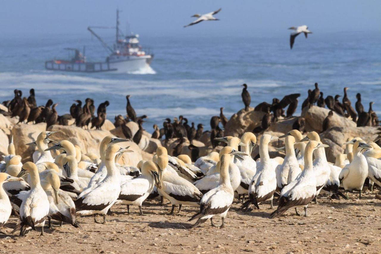 Bokkomblommetjie Lambertʼs Bay Dış mekan fotoğraf